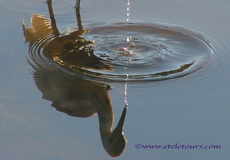 little blue heron reflection